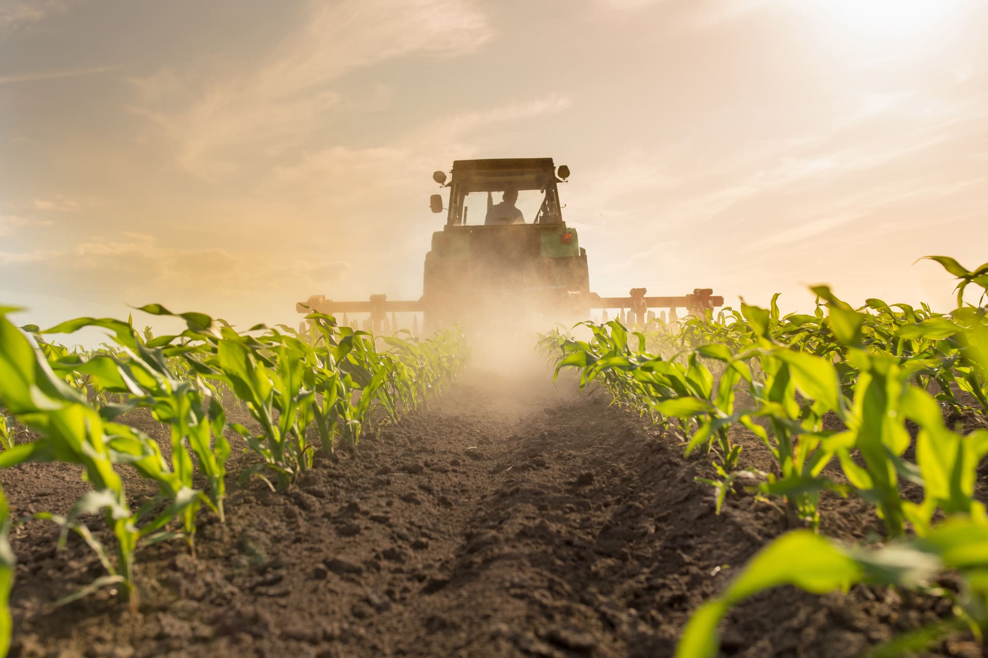 tracteur dans un champ